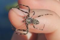 Larinioides sclopetarius
