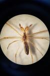 Tetragnatha extensa