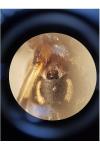Larinioides cornutus