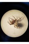Larinioides cornutus