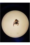 Carrhotus xanthogramma