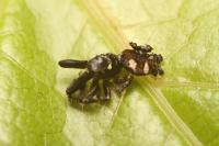 Salticus scenicus