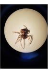 Gibbaranea bituberculata