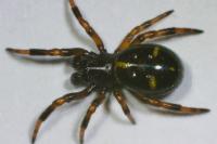 Asagena phalerata