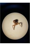 Runcinia grammica