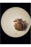 Agalenatea redii