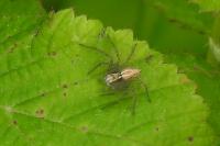 Oxyopes lineatus