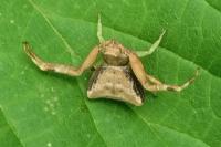 Pistius truncatus