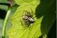 Oxyopes