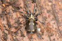 Callilepis