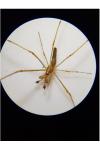 Tetragnatha montana
