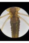 Tetragnatha montana
