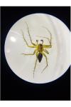 Oxyopes lineatus