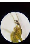 Oxyopes lineatus