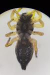 Heliophanus cupreus