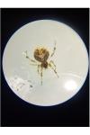 Theridion mystaceum