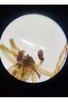 Clubiona frutetorum