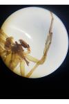 Clubiona frutetorum