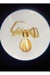 Runcinia grammica