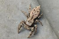 Marpissa muscosa