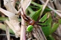 Ebrechtella tricuspidata