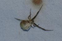 Uloborus walckenaerius