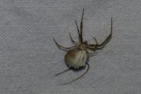 Uloborus walckenaerius