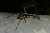 Nuctenea umbratica