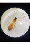 Clubiona phragmitis