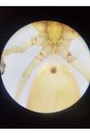 Clubiona phragmitis