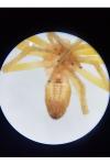 Philodromus albidus