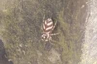 Salticus scenicus