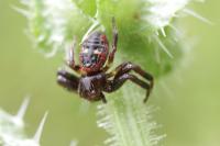 Synema globosum
