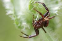 Synema globosum