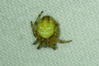 Araneus quadratus