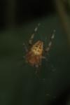 Araneus diadematus