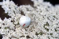 Misumena vatia
