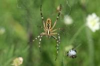 Argiope bruennichi
