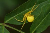 Misumena vatia