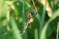 Argiope bruennichi