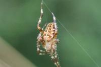 Araneus diadematus