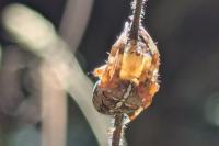 Araneus diadematus