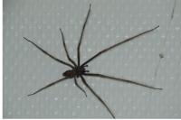 Tegenaria parietina