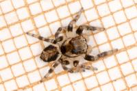 Evarcha falcata