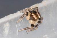 Evarcha falcata