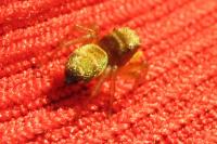 Heliophanus tribulosus
