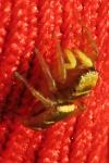 Heliophanus tribulosus
