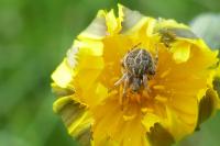 Agalenatea redii