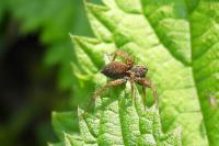 Pardosa