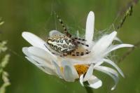 Aculepeira ceropegia